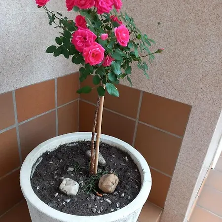 Boa Vista Apartment Combarro