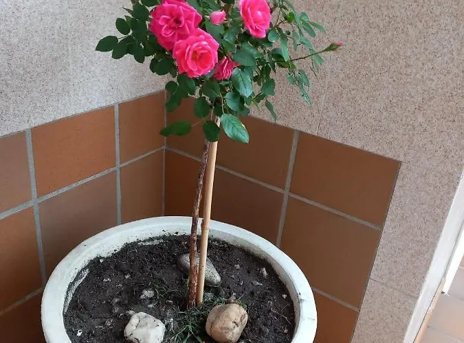 Boa Vista Διαμέρισμα Combarro